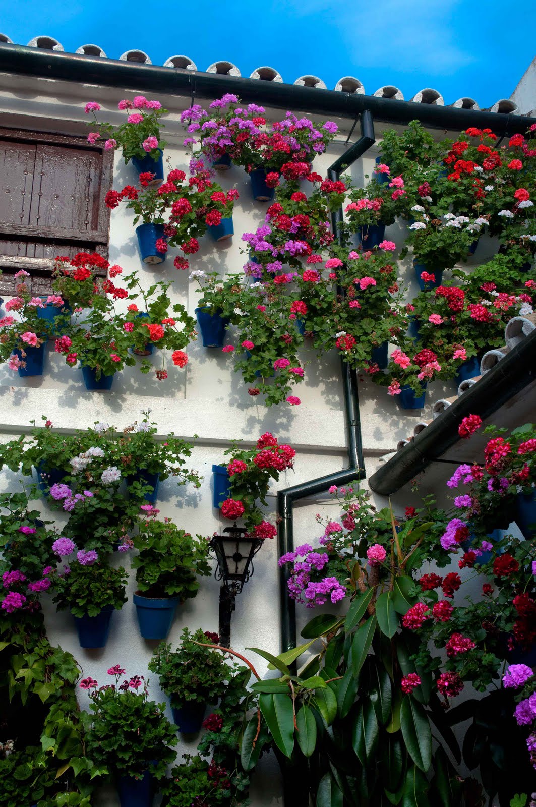 Patios cordobeses - Imagen 6