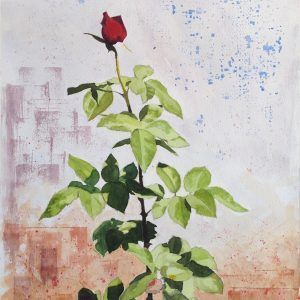 Rosa I