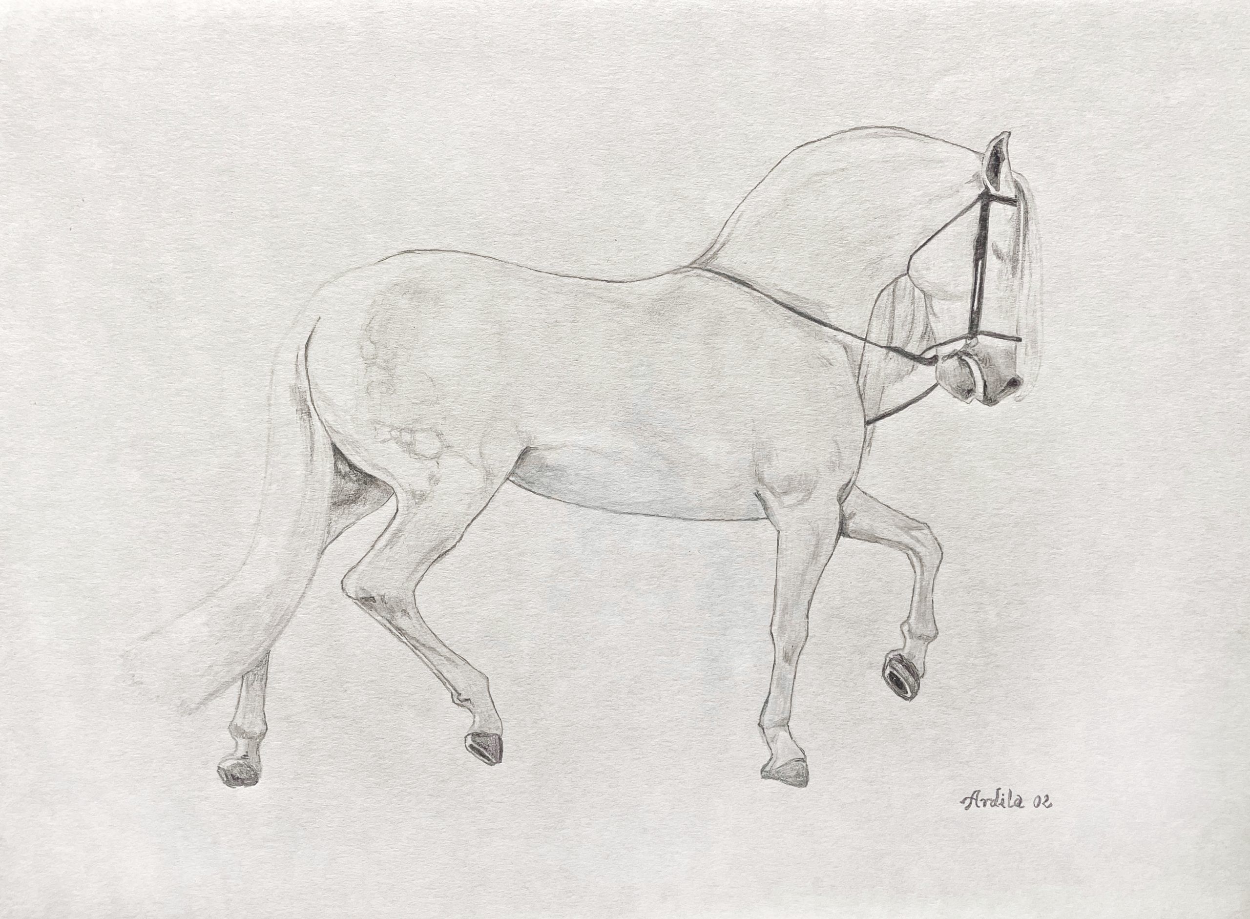 Caballo Español